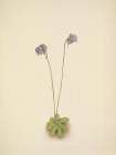 North American Wild Flowers 1925 - Purple Butterwort Art Print