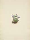 North American Wild Flowers 1925 - Purple Mountain Violet Art Print