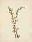 North American Wild Flowers 1925 - Pussy Willow