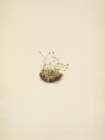 North American Wild Flowers 1925 - Pygmy Androsace Art Print