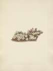 North American Wild Flowers 1925 - Pyxie Art Print