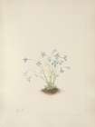 North American Wild Flowers 1925 - Quakerladies Art Print