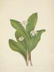 North American Wild Flowers 1925 - Queencup flower Art Print