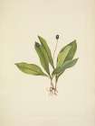 North American Wild Flowers 1925 - Queencup fruit Art Print