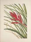 North American Wild Flowers 1925 - Quill-leaf Tillandsia