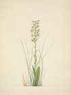 North American Wild Flowers 1925 - Ragged Fringe-orchid