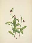 North American Wild Flowers 1925 - Ramshead Ladyslipper