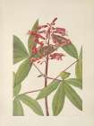 North American Wild Flowers 1925 - Red Buckeye