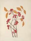 North American Wild Flowers 1925 - Red Chokeberry fruit