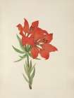 North American Wild Flowers 1925 - Red Lily