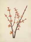 North American Wild Flowers 1925 - Red Maple