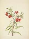 North American Wild Flowers 1925 - Red Monkeyflower