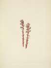 North American Wild Flowers 1925 - Red Pinesap