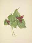 North American Wild Flowers 1925 - Red Trillium