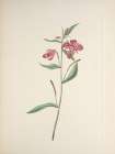 North American Wild Flowers 1925 - Red Willowweed