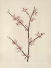 North American Wild Flowers 1925 - Redbud Art Print
