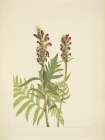 North American Wild Flowers 1925 - Red-helmet Art Print