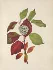 North American Wild Flowers 1925 - Red-osier Dogwood