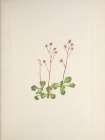North American Wild Flowers 1925 - Redstem Saxifrage