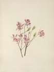 North American Wild Flowers 1925 - Rhodora