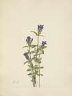 North American Wild Flowers 1925 - Riverbank Gentian