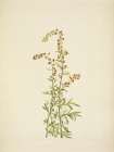 North American Wild Flowers 1925 - Rock Wormwood