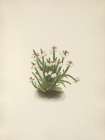 North American Wild Flowers 1925 - Rocky Mountain Cassiope Art Print