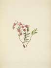North American Wild Flowers 1925 - Rocky Mountain Kalmia Art Print