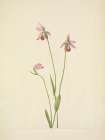 North American Wild Flowers 1925 - Rosa Pogonia