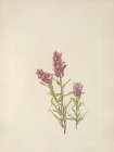 North American Wild Flowers 1925 - Rose Paintbrush