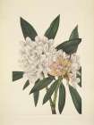 North American Wild Flowers 1925 - Rosebay Rhododendron