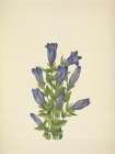 North American Wild Flowers 1925 - Ruff Gentian