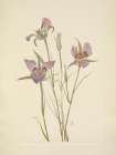 North American Wild Flowers 1925 - Sagebrush Mariposa Art Print