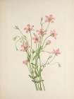 North American Wild Flowers 1925 - Saltmarsh Rosegentian