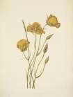 North American Wild Flowers 1925 - San Diego Mariposa