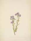 North American Wild Flowers 1925 - Sand Phacelia