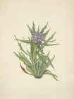 North American Wild Flowers 1925 - Saussurea