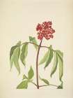 North American Wild Flowers 1925 - Scarlet Elder