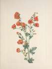 North American Wild Flowers 1925 - Scarlet Globe-mallow
