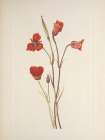North American Wild Flowers 1925 - Scarlet Mariposa