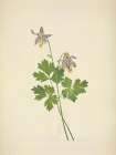 North American Wild Flowers 1925 - Shortspur Columbine Art Print