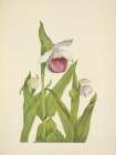 North American Wild Flowers 1925 - Showy Ladyslipper Art Print