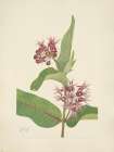 North American Wild Flowers 1925 - Showy Milkweed Art Print