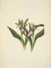 North American Wild Flowers 1925 - Showy Orchis Art Print