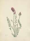 North American Wild Flowers 1925 - Showy Oxytrope Art Print