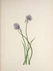 North American Wild Flowers 1925 - Siberian Onion Art Print