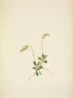 North American Wild Flowers 1925 - Sidebells Pyrola Art Print