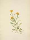North American Wild Flowers 1925 - Sidesaddle Goldenrod Art Print