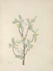 North American Wild Flowers 1925 - Silverberry flower