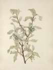 North American Wild Flowers 1925 - Silverberry fruit